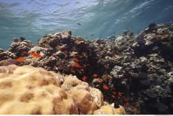 Photo Reference of Umbria Wingate Reef - Sudan